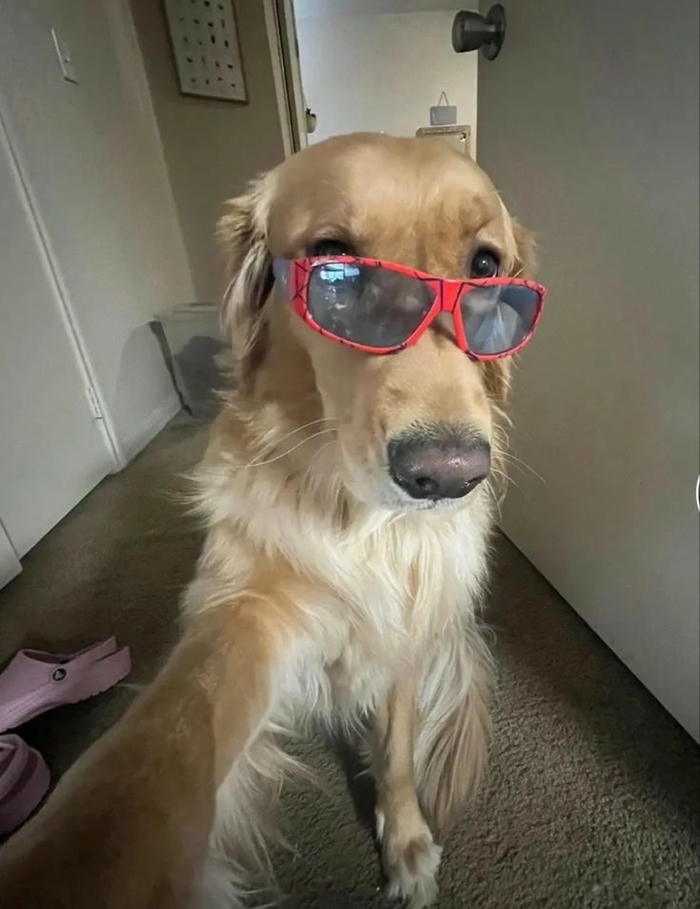 meme chó selfie hài hước đáng yêu 