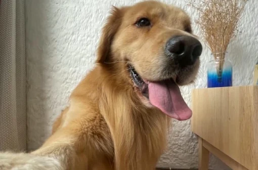 Tuyển tập 190+ meme chó selfie sống ảo hài hước cực chất