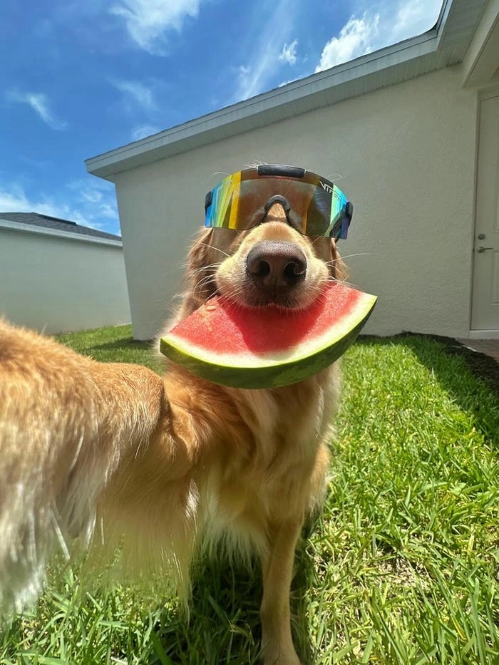 meme con chó selfie biểu cảm lạ 