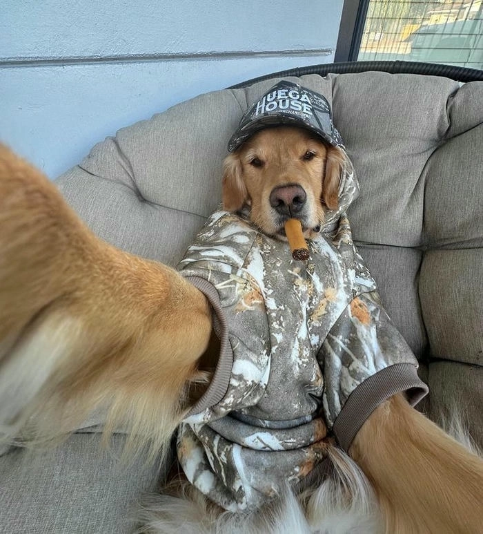 ảnh chế meme chó selfie buồn cười 