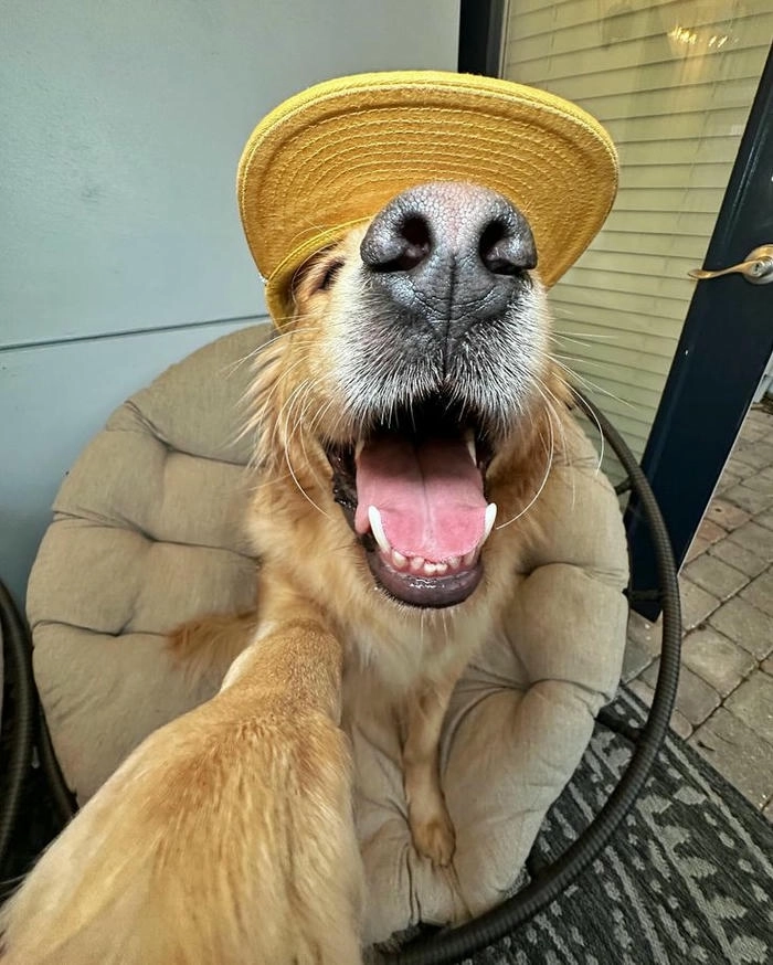 ảnh meme chó selfie ngộ nghĩnh 