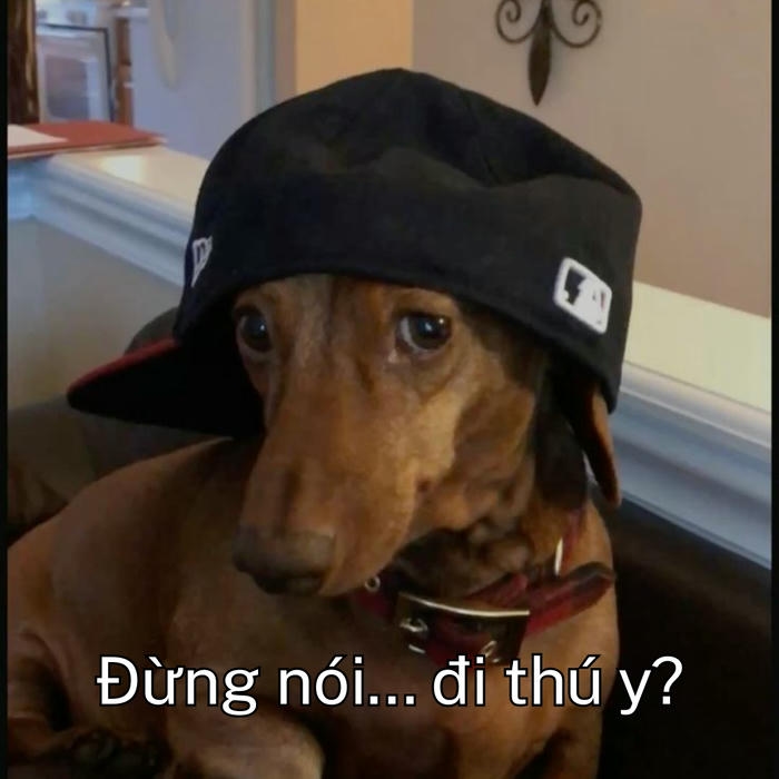 Meme chó sợ hãi tột cùng 