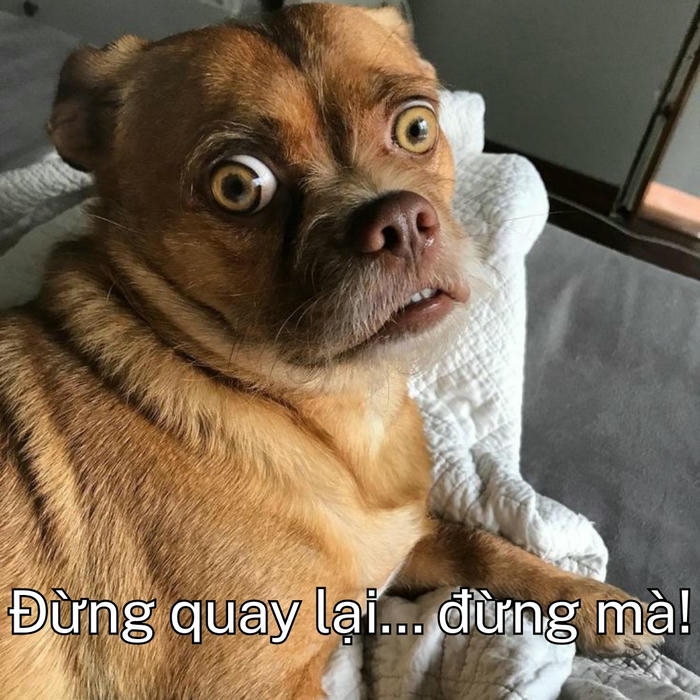Ảnh chế chó đang sợ hãi 