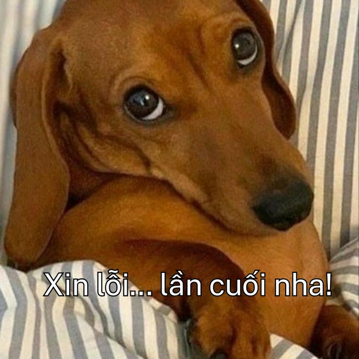 Chó hoảng hốt trong ảnh meme 