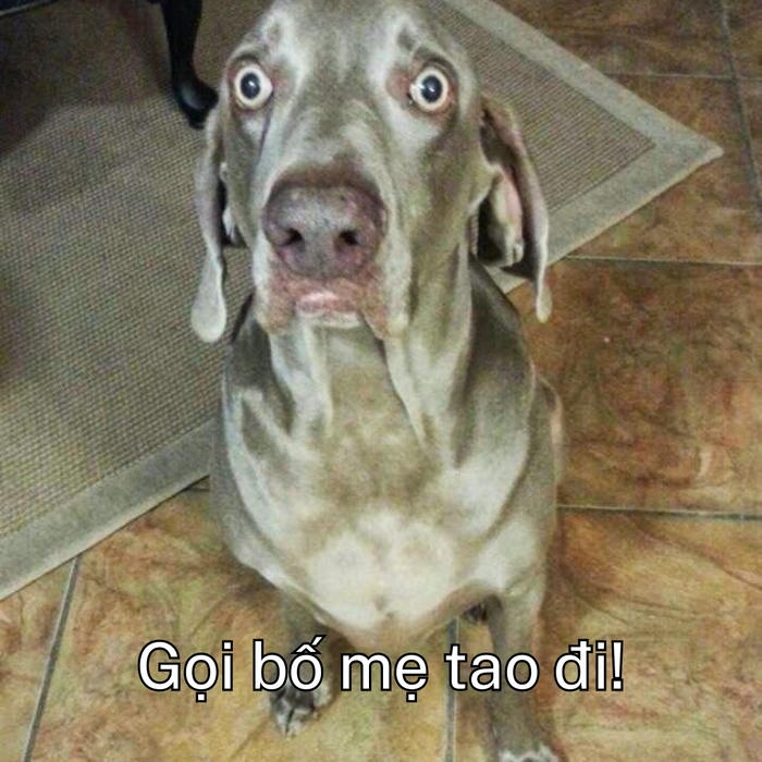 Hình ảnh chó hoảng loạn đáng yêu 