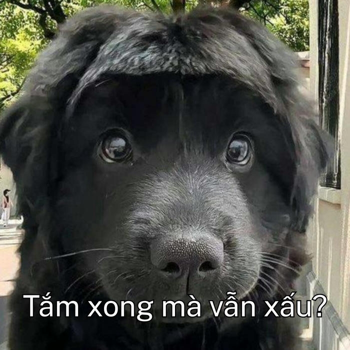 Ảnh meme chó đang sợ hết hồn 
