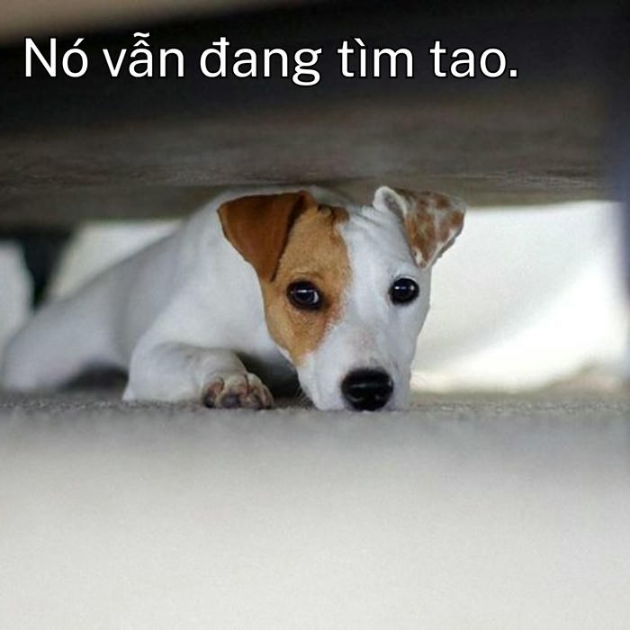 Hình meme chó biểu cảm sợ 