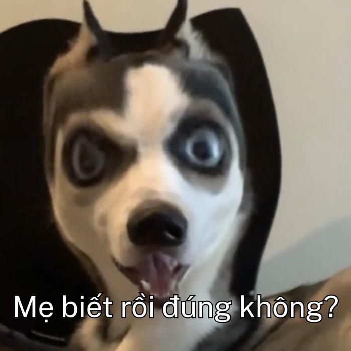 Meme con chó hoảng hốt siêu hài