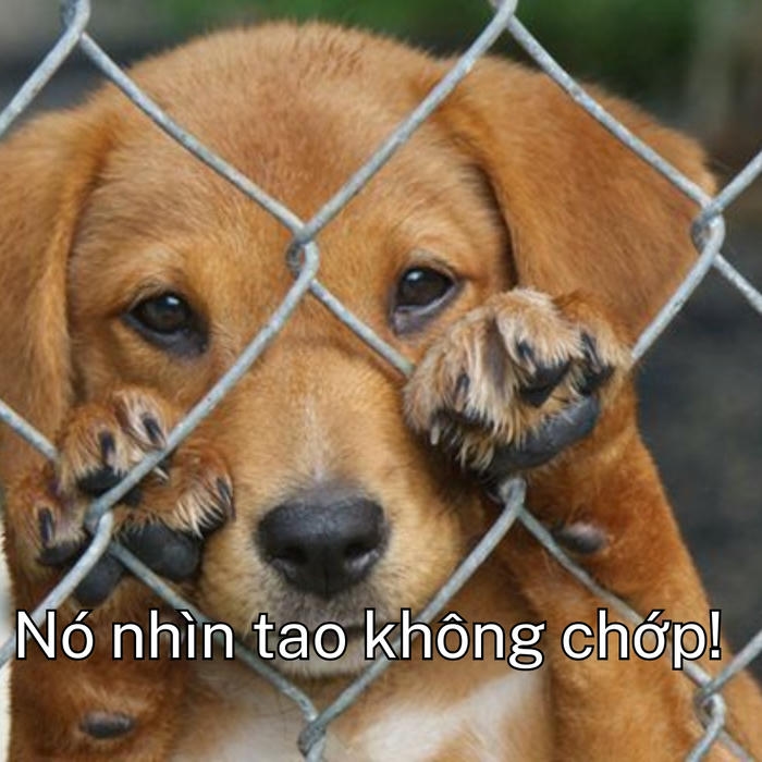 Ảnh chế chó sợ cực mạnh 