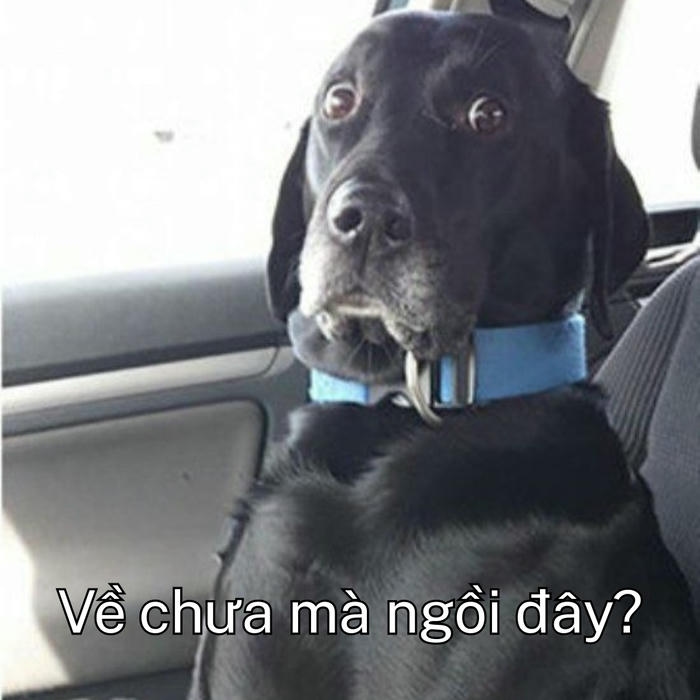 Meme chó đang sợ muốn khóc 