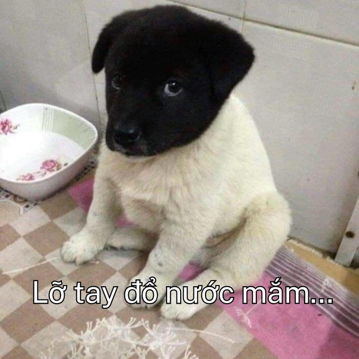 Chó hoảng hốt meme siêu ngộ 