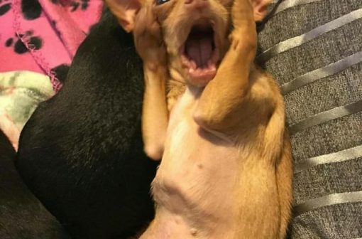 Tải miễn phí 114+ meme chó sợ hãi hài hước cực dễ thương