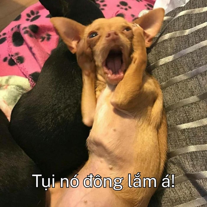Meme chó hoảng loạn cực hài 