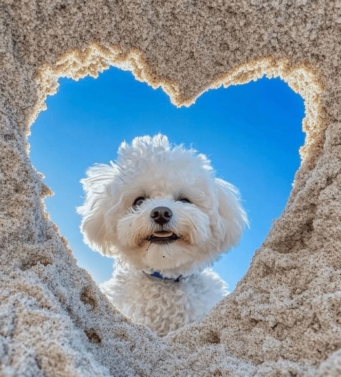 Meme hài hước chó trắng cute 