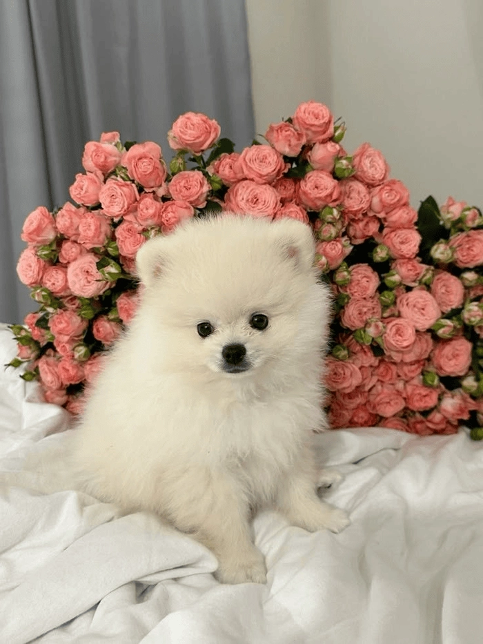 Ảnh chế chó trắng ngộ nghĩnh 