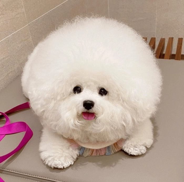 Meme chó trắng cười dễ thương 