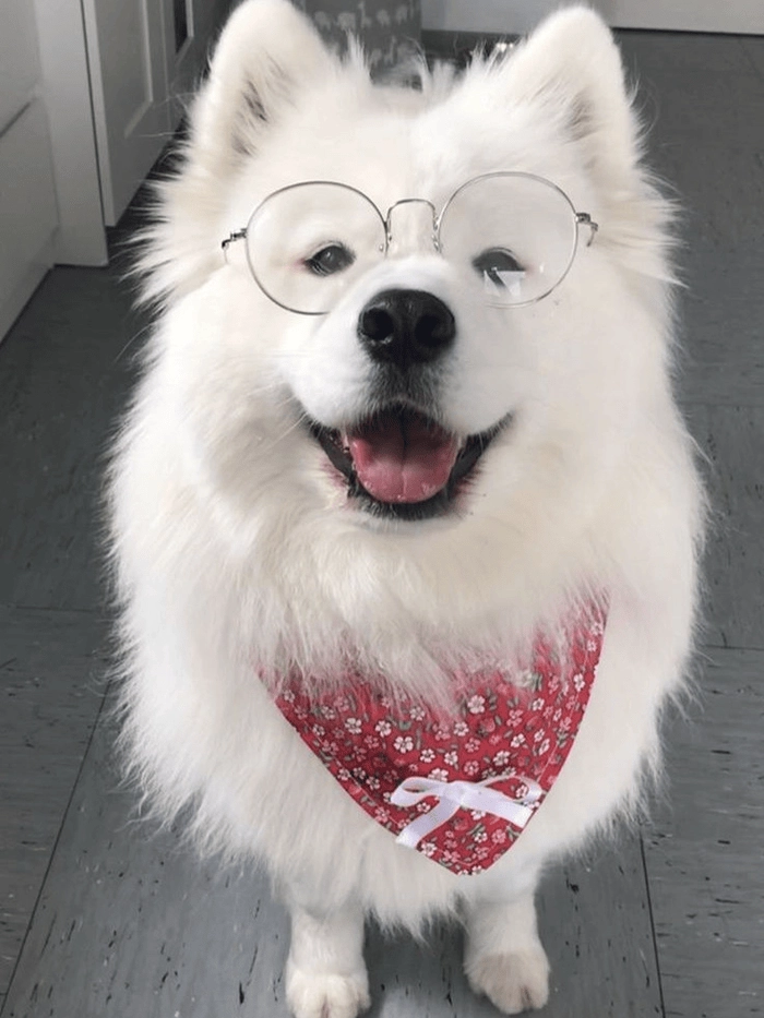 Meme chó trắng cười viral mạnh