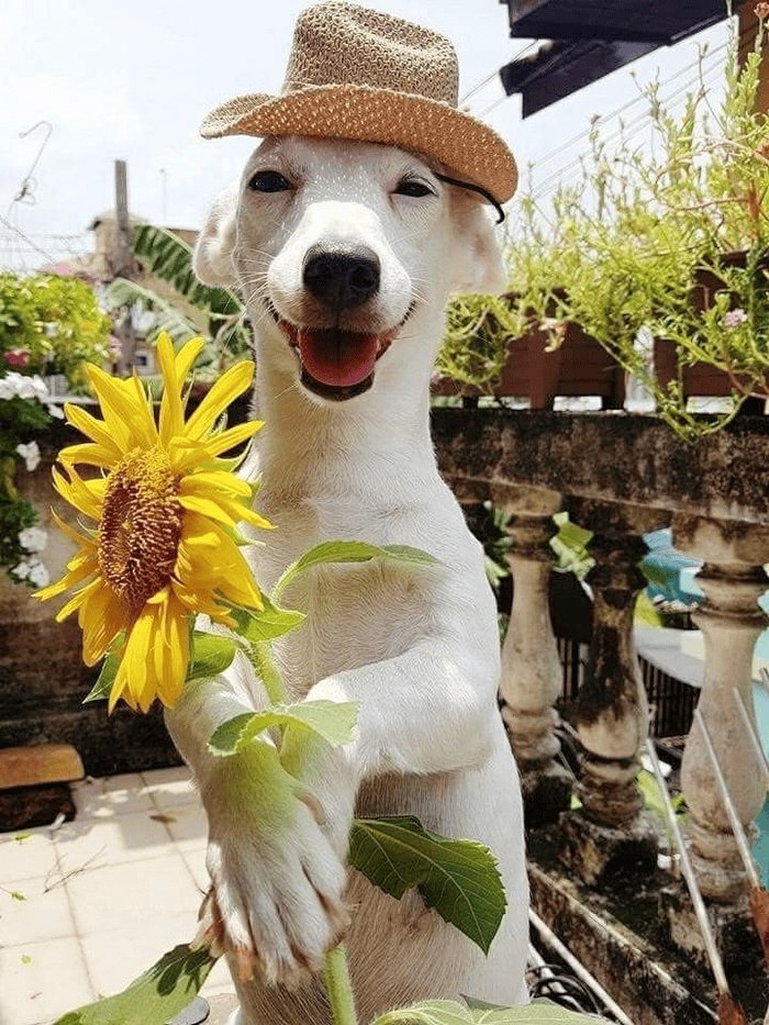 Chó trắng mũi đỏ meme nổi bật