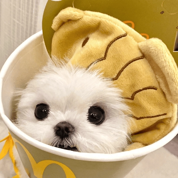 Hình chó trắng chế cực vui 