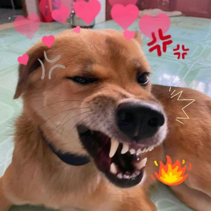 meme con chó tức giận nét mặt căng 