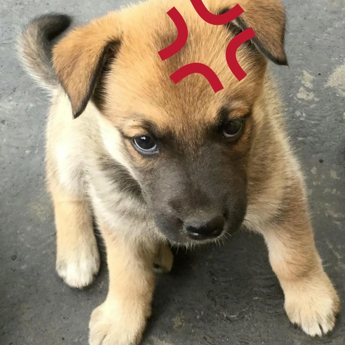 meme chó giận dữ chế vui 