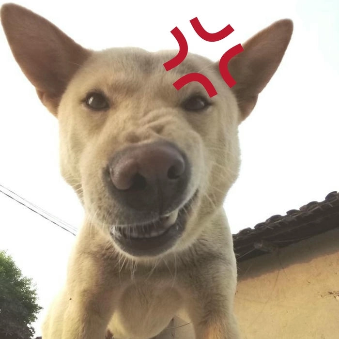 meme con chó tức giận dễ chế 