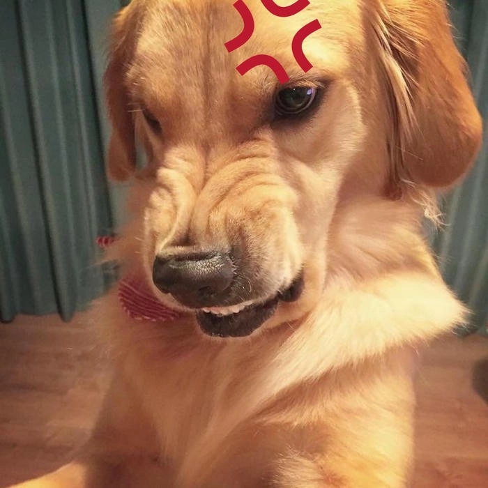 meme con chó tức giận cực ngầu 