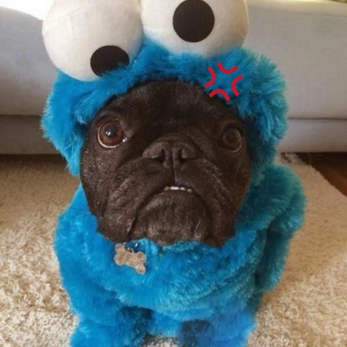 meme con chó tức giận dễ thương 
