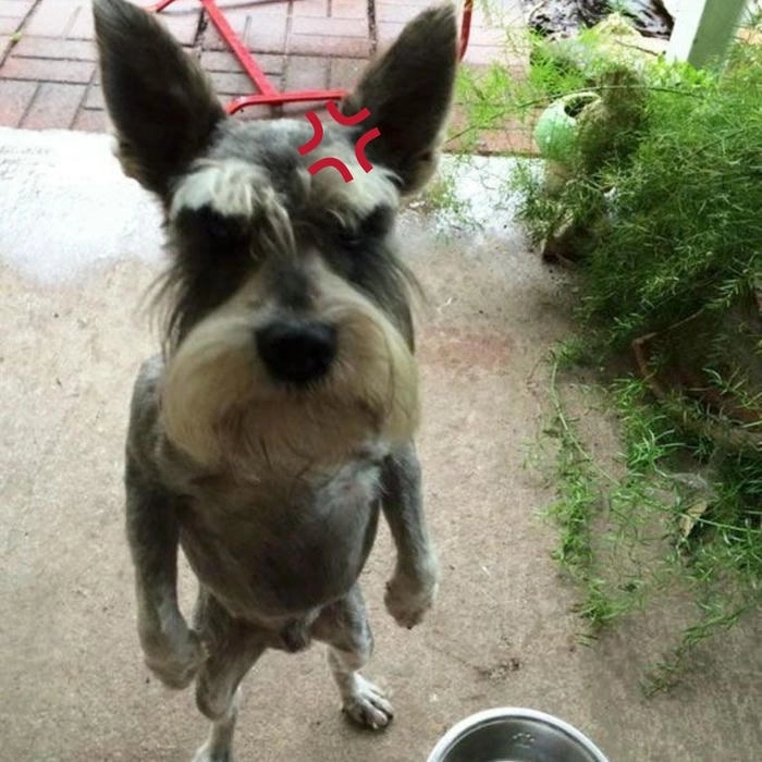 meme chó tức giận cực mạnh 