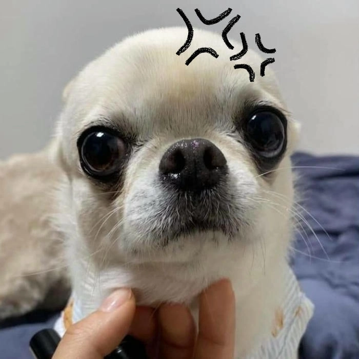 meme chó giận dữ cực gắt 