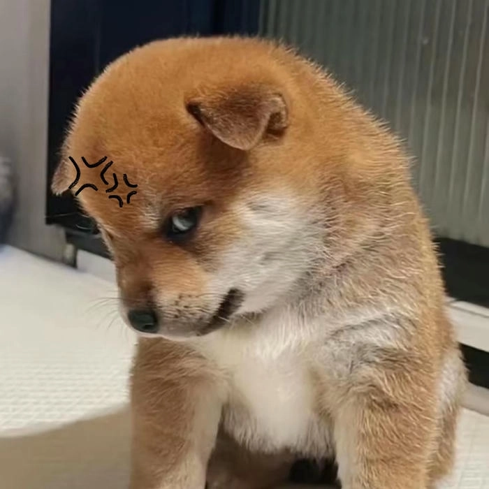 meme con chó tức giận troll bạn bè 