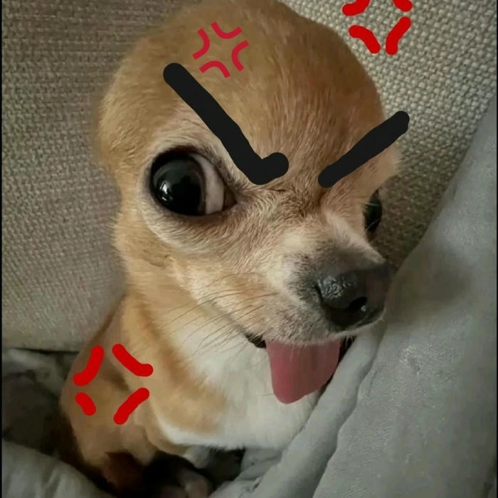 meme chó tức giận nét căng 