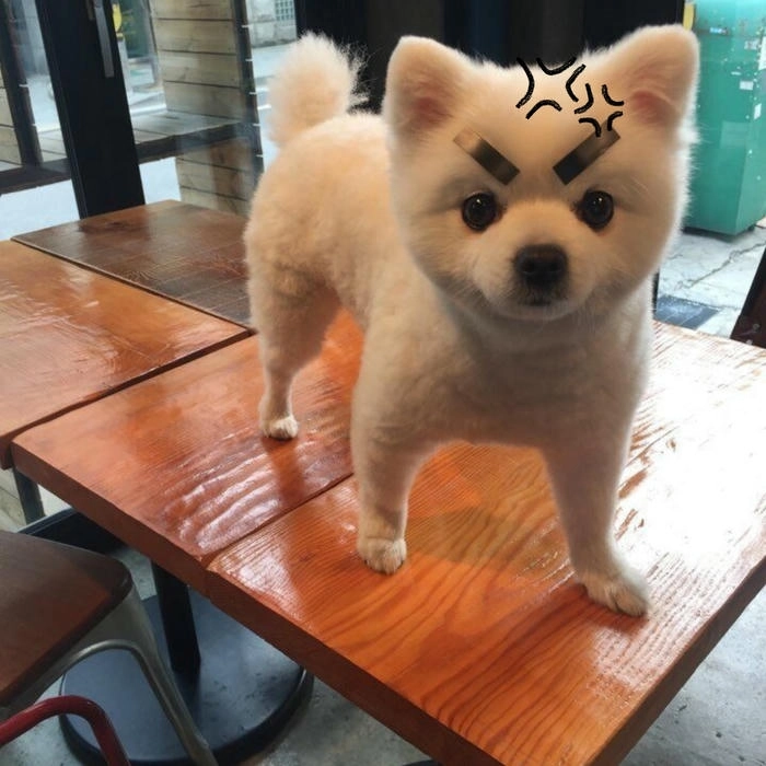 meme con chó tức giận mặt khó chịu 