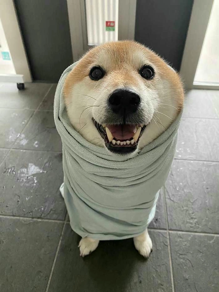 Chó vàng meme dễ thương