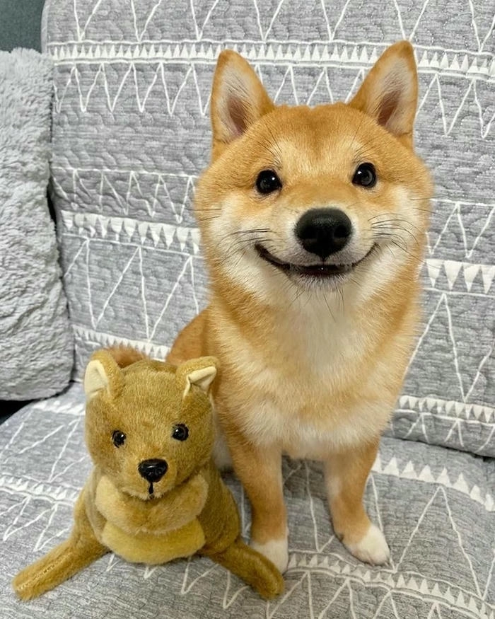 Chó vàng chế hài vui