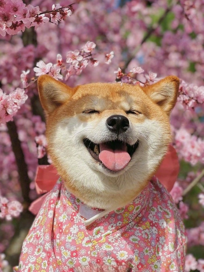 Ảnh chó vàng meme hài
