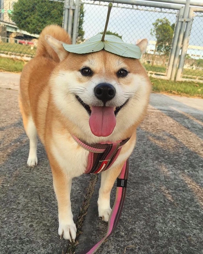 Ảnh meme chó vàng dễ cưng 