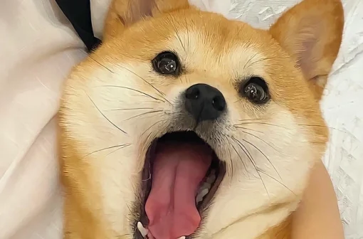 Xem ngay 176+ meme chó vàng siêu hài, siêu đáng yêu