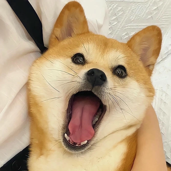 Ảnh chế hài chó vàng
