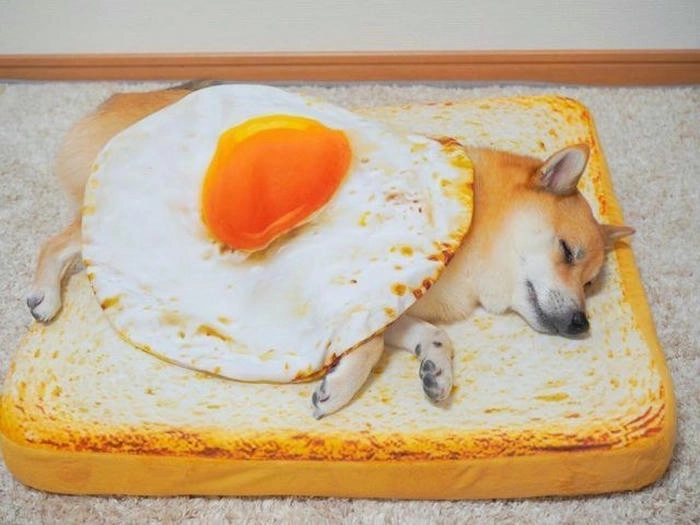 Meme chó vàng cute lạc