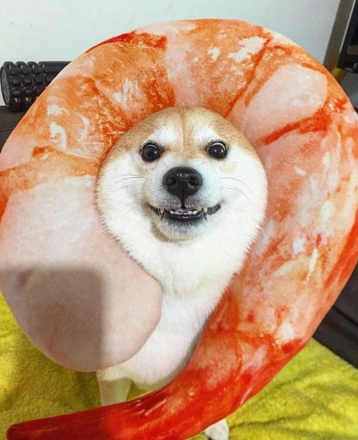 Hình meme chó vàng hài