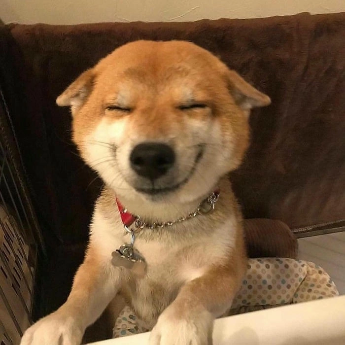 Chó vàng mặt ngáo meme