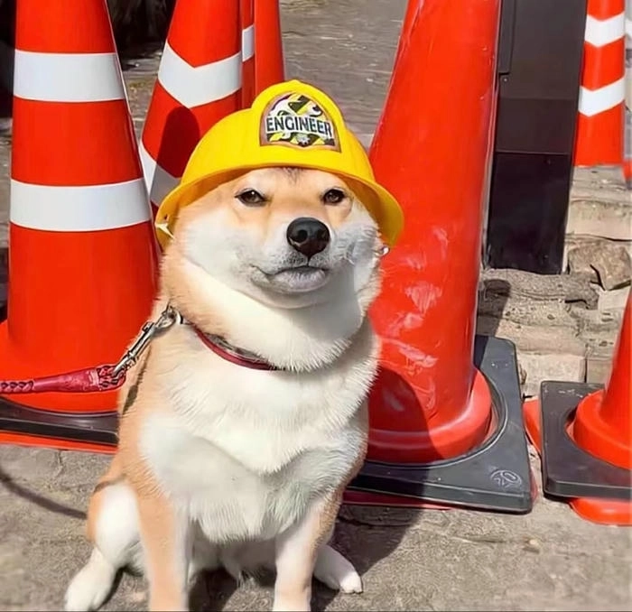 Ảnh chó vàng meme siêu lầy 