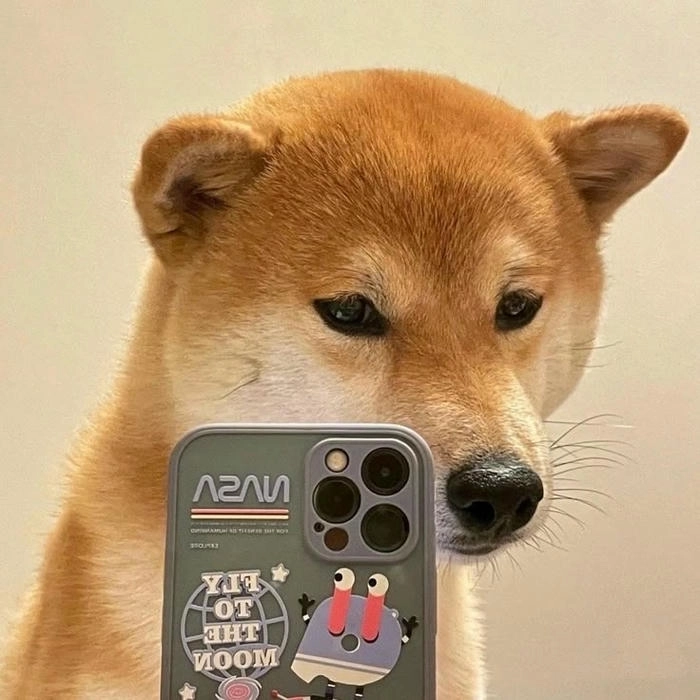 Meme chó vàng ngộ nghĩnh