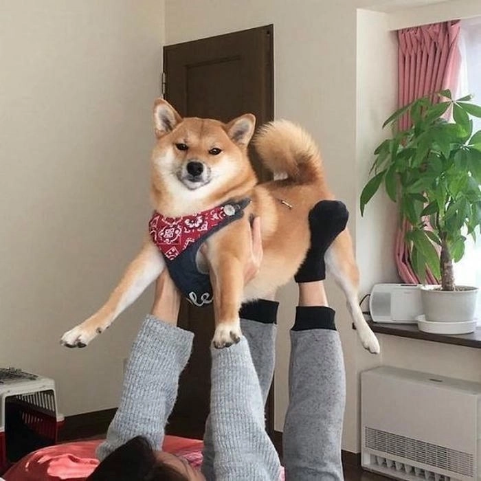 Ảnh hài chó vàng meme