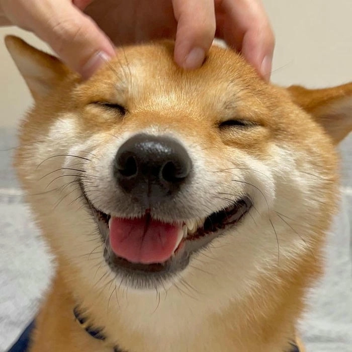 Meme chó vàng dễ thương 