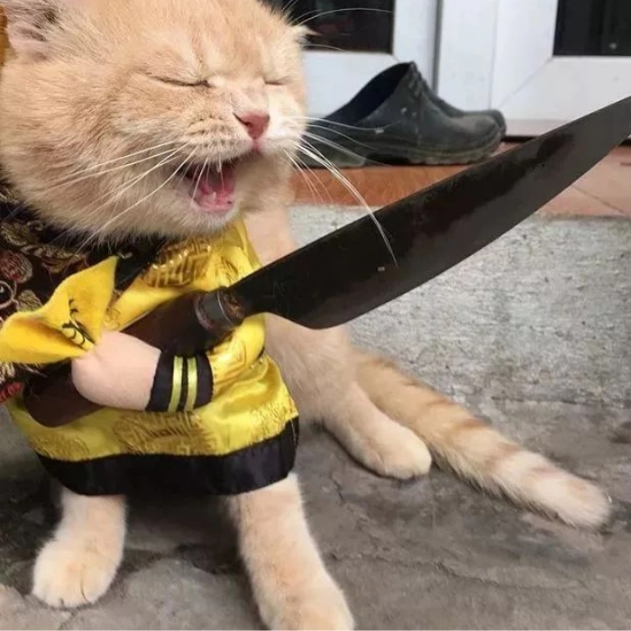 meme mèo bựa cầm dao nguy hiểm