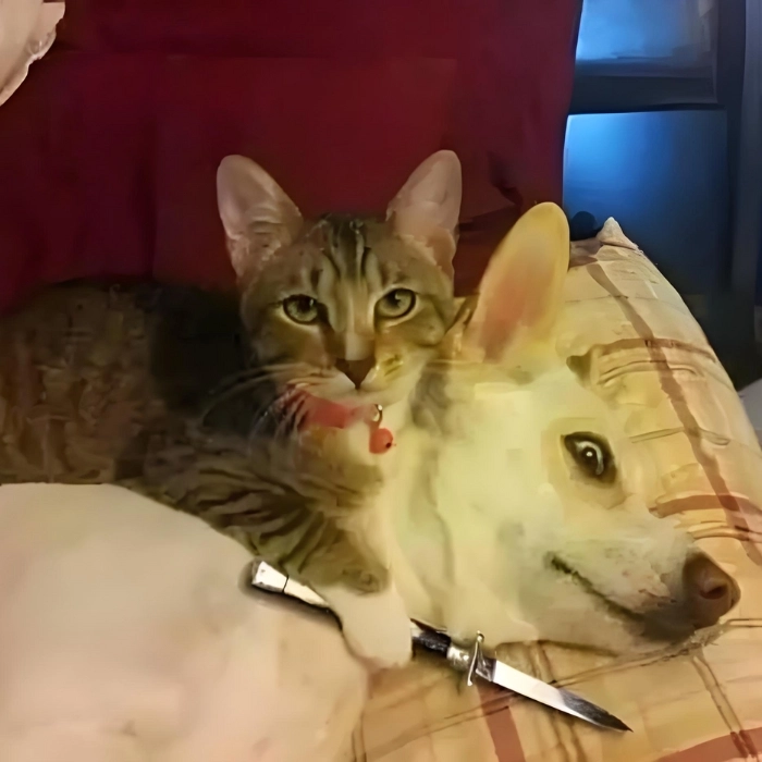 meme mèo cầm dao cute dễ thương