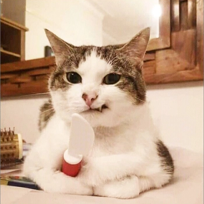 meme mèo cầm dao kề cổ hài hước