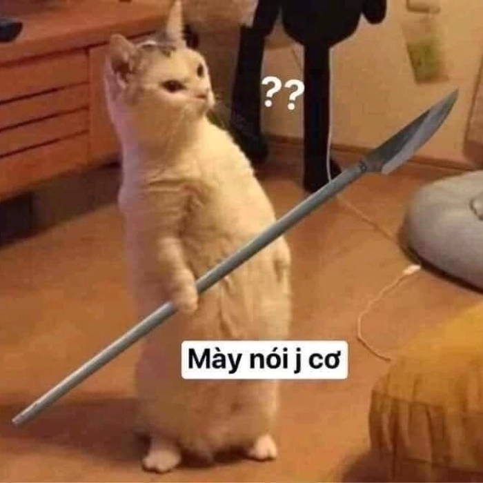 meme con mèo cầm dao tức giận